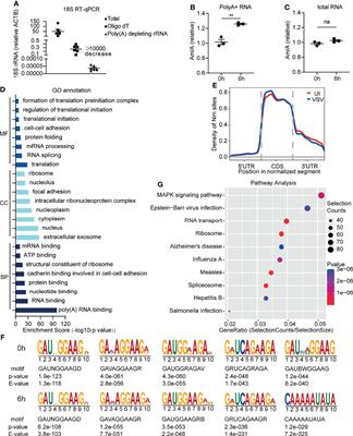 RNA 2’-O-Methyltransferase Fibrillarin Facilitates Virus Entry Into Macrophages Through Inhibiting Type I Interferon Response